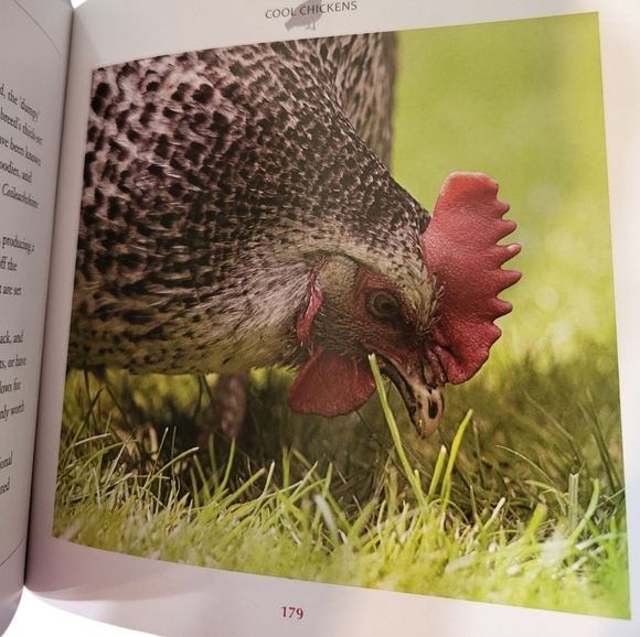 Cool Chickens Book NEW By Fern Collins - Picture 7 of 14